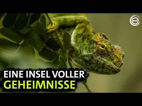 Unknown Madagascar – In the Realm of the Ring-Tailed Lemurs | Experience Earth