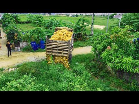 New Project!!Nicely Job 5Ton Dump Truck Fillingland,Bulldozer D20P Pushing Soil Perfectly Completed