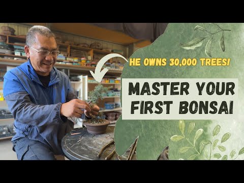 Master Your First Bonsai: Expert Tips from a 30,000-Bonsai Tree Nursery Owner