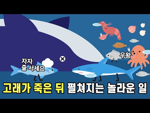 What happens when a whale dies in the ocean?