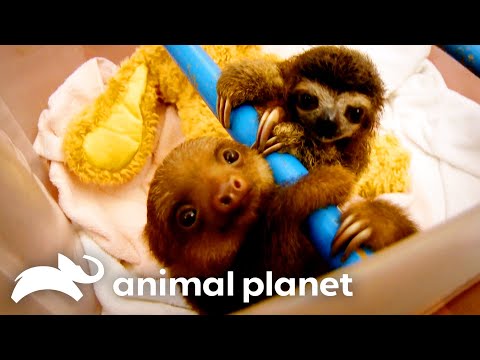 The Cutest Baby Animal Moments | Too Cute! | Animal Planet