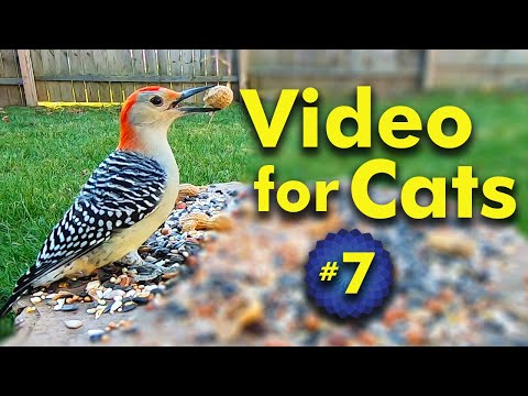 Video for Cats to Watch and Enjoy - Bird and Squirrel Watching - Birding with your cat! | Video 7