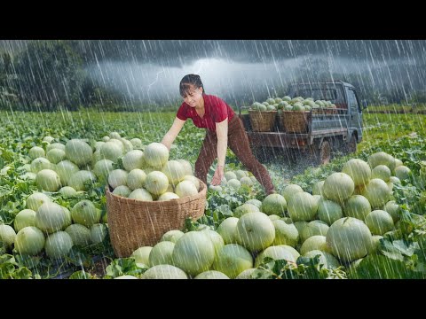 Surviving Typhoon Matmo | 700 Days Harvesting Melons and Selling to Market
