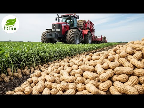 🤯 Giant Machine Harvest Peanuts NON-STOP Like This?! Secret To Your Peanut Butter