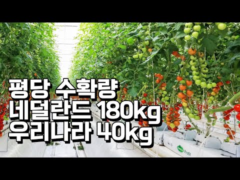 네덜란드에서 토마토 평당 180kg 수확하는것 보고 우리나라에 1세대 스마트팜 도입한 농부