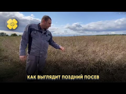 Как выглядит поздний посев