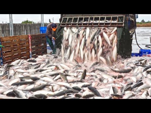 Amazing！Various Seafood Catching, Fish Cutting Skills/精彩的！台灣海鮮大量捕撈, 魚的切割技能-海中黃金, 巨大黑鮪魚, 鴨嘴鱘