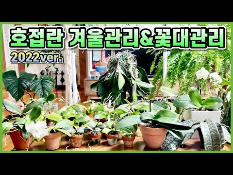 호접란 겨울관리&꽃대관리!! 호접란 살리기 최신근황!!