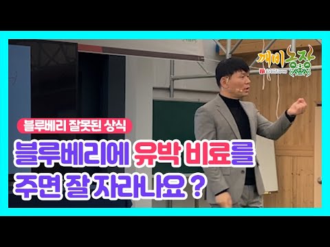 블루베리에 유박 비료를 주면 잘 자라나요 ? (블루베리 시비 비료 거름)