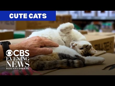 Heartwarming stories about cats and the people who love them