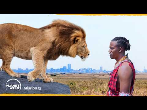 The genius invention that made peace with lions