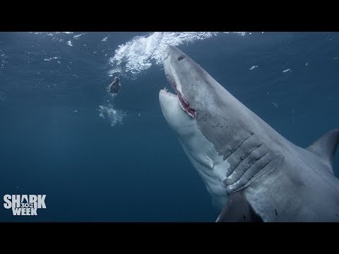 The Top 30 Sharks of Shark Week