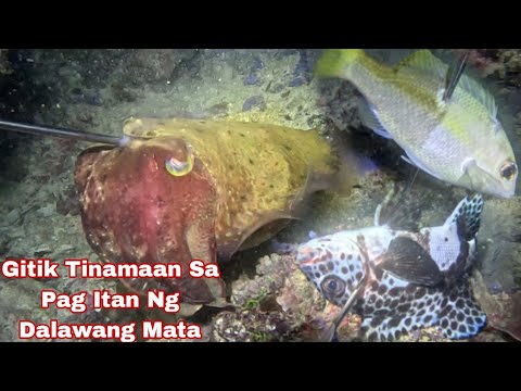 Episode 636 gitik Tinamaan Sa Pag Itan Ng Dalawang Mata night spearfishing Philippines 
