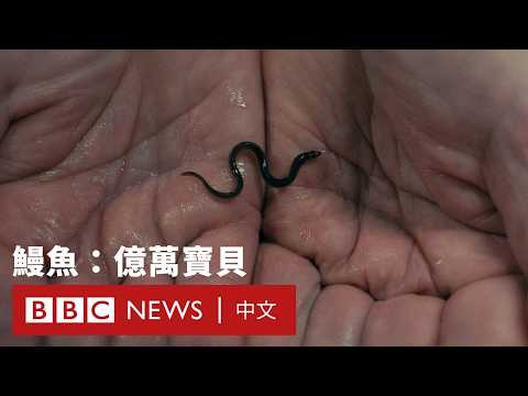 鰻魚：億萬寶貝——揭秘香港黑社會如何走私「海上的可卡因」 － BBC News 中文