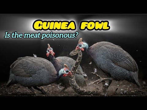 How to Stop Your Guinea Fowl From Running Away Forever (6-Week Method).
