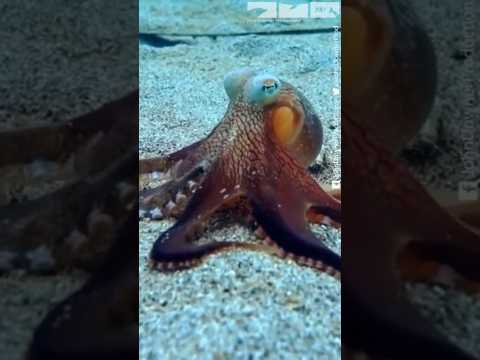 Coconut Octopus Uses Paint Lid As Shield! #octopus #davidtennant #oceans @JohnDownerProd