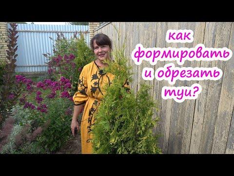 СТРИЖКА ТУИ. Как формировать и обрезать тую правильно? Смарагд, Брабант, Колумна, Еллоу Риббон и др.