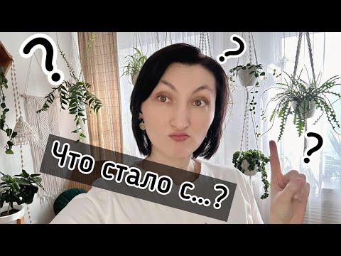 Идея Озеленения: Оригинальное размещение комнатных растений в интерьере!