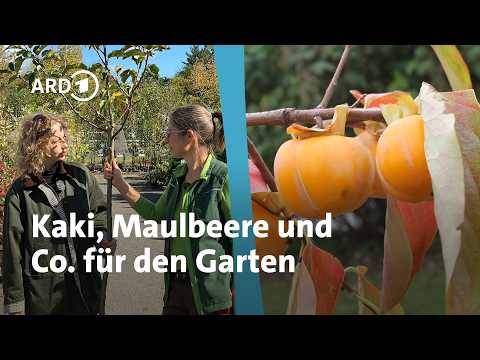 Besondere Obstgehölze für Garten und Kübel | MDR Garten