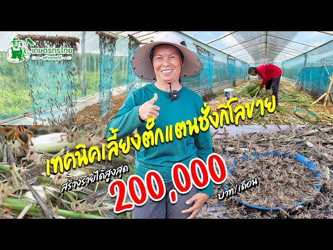 เทคนิคเลี้ยงตั๊กแตนแบบชั่งกิโลขาย สร้างรายได้หลักแสนต่อเดือน#เลี้ยงตั๊กแตน #สร้างรายได้ #อาชีพมาแรง