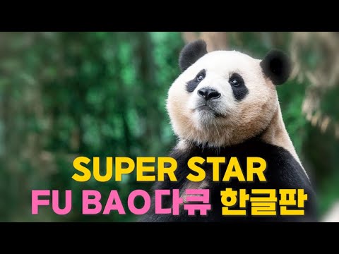 디스커버리 슈퍼스타 푸바오 다큐｜완벽 한글 더빙｜한국어 자막 The Internet's Panda Superstar Fu Bao [KOR/ ENG]