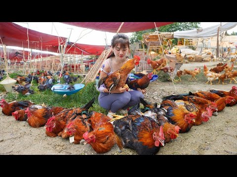 Harvesting Chicken Goes To Market Sell - Plant beans to replace melon garden, Cooking
