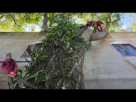 Cưa cây tràm bông vàng siêu to , Nghiêng vào nhà đại gia , Ở tri tôn . Cưa cây kỷ thuật cao 