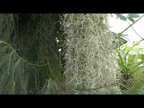 Зимний сад. В гостях у Алексея Куприянова.