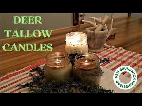 Making candles from deer tallow