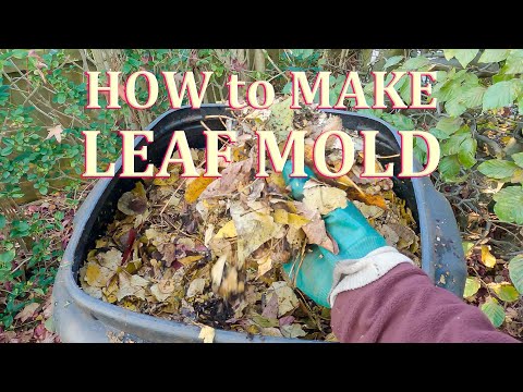 How to make Leaf Mould (Mold) the Easy Way