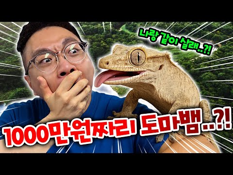 1000만원짜리 도마뱀을 키운다는 동욱이형?! 진짜 키운다고?!