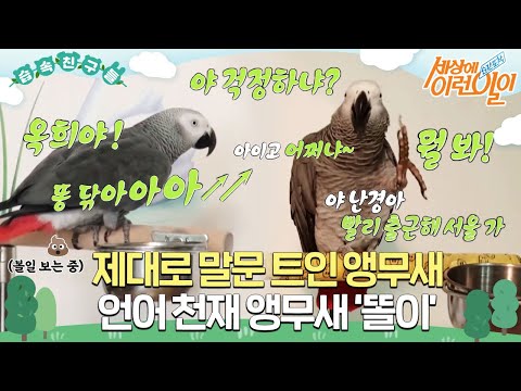 [#습속친구들] 우리 집 앵무새 나보다 말 잘한다;; 제대로 말문 트인 천재 앵무새 ‘똘이’🦜 #순간포착세상에이런일이 #WhatonEarth #SBSstory