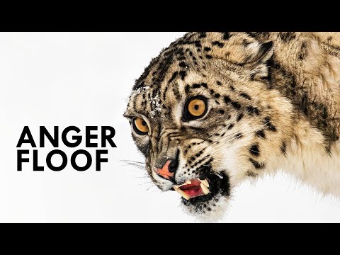 Snow Leopards Use Their Tails As Blankets