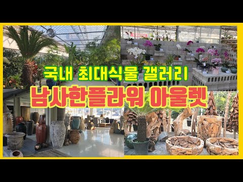 국내 최대식물 갤러리 남사한플라워아울렛에서 겨울꽃 구경하기 #물향기야생화#테라리움카페