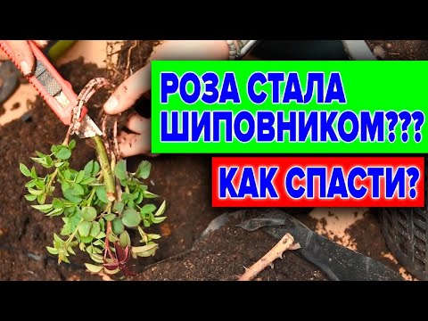 РОЗА ИЛИ ШИПОВНИК? КАК ОПРЕДЕЛИТЬ И УДАЛИТЬ ШИПОВНИК С РОЗЫ?