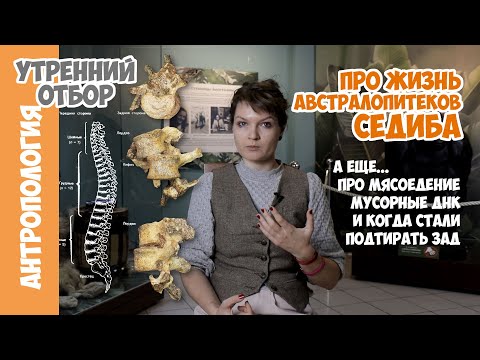 Новые находки австралопитека седиба и ответы на вопросы. Елена Сударикова