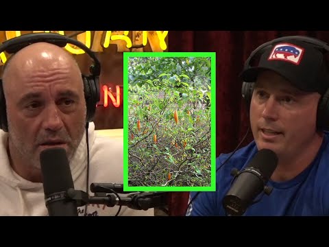 Veteran Dakota Meyer on Receiving Ibogaine Therapy for PTSD