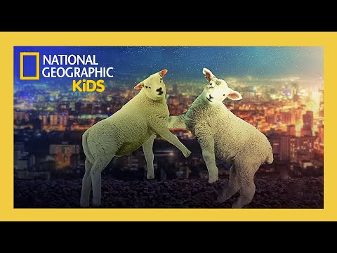 Howie Mandel's Animals Doing Things Full Episode | Sheepless in Seattle 🐑 | @natgeokids