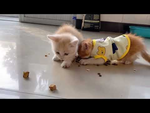 Funniest Two Kittens Strive to Eat Try not to Laugh