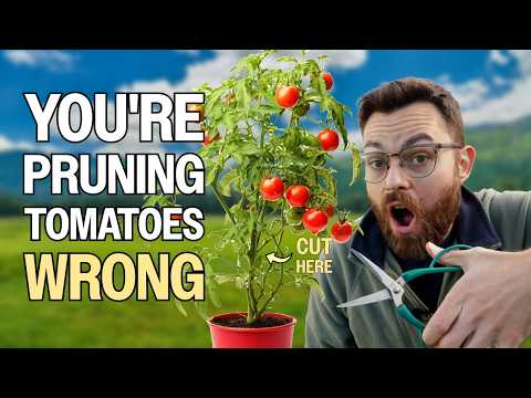 How To Prune Your Tomatoes Like A Pro For HUGE Harvests - Australian Veggie Gardening