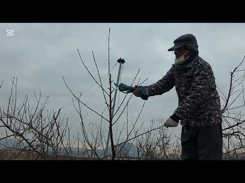 고수분이 알려주는 신비복숭아 전지방법.경매가 잘받는방법.엑시툴 전동가위.농사도정보다 얘기하시면 2만원 할인.구매문의:1660-4964