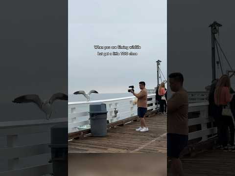 What really happens when filming wildlife #canonr6 #canoneosr6