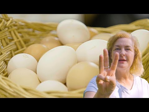 3 Reasons Your Chickens Stopped Laying Eggs