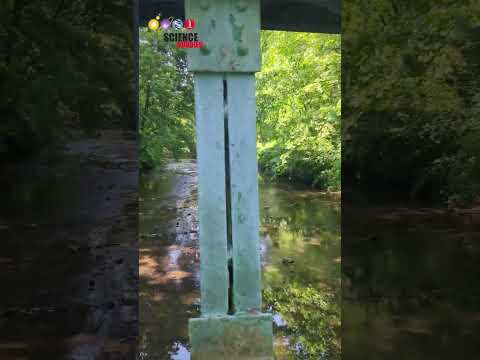 Is your local environment polluted? #waterways #ecology #lifescience #pollution #stem