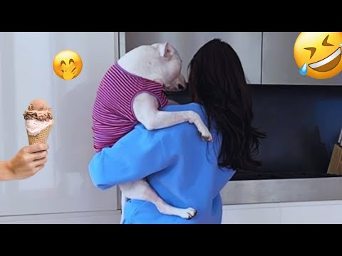 I dare you not to LAUGH at these FUNNY DOGS 😁🦮 - Best Funny Animals Videos 2025 #12