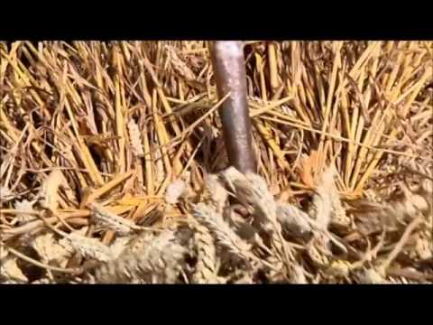 Die Geschichte der Mähdrescher - Giganten im Kornfeld T[1]