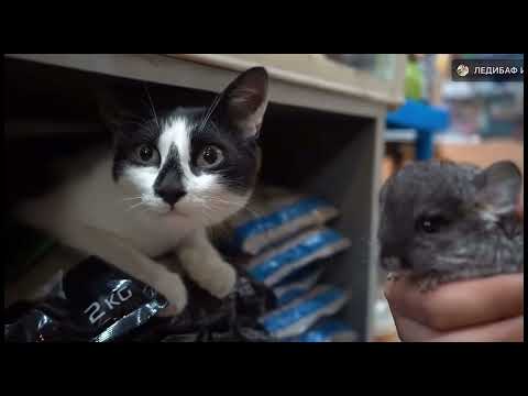 Подписчики управляют днём Анука давай-ка! Анука давай-ка! #анукадавайка пародия!!! #анукадавайка