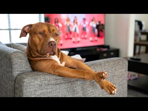Best Of The Funny Animal Videos 😹🐶 Funniest Dog Moments Ever Recorded 🤣