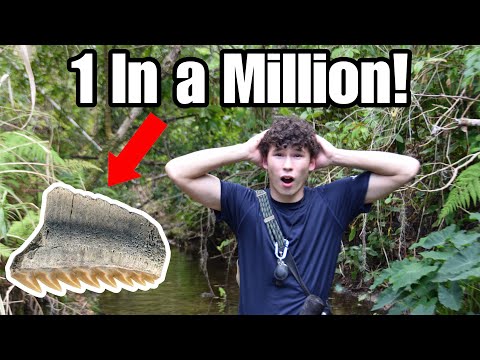 I Found The Rarest Fossil In The World!