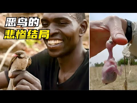 可惡，你見過比杜鵑更壞的小鳥嗎？惡有惡報，看到最後才解恨